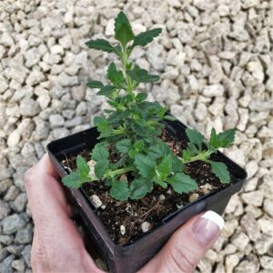 wall germander (Teucrium chamaedrys)