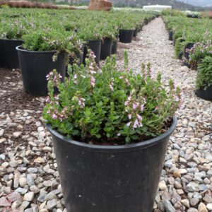 Germander (Teucrium prolifera)