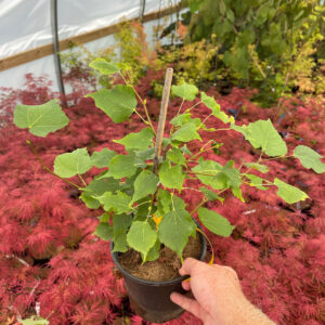 Little Leaf Linden (TILIA CORDATA)