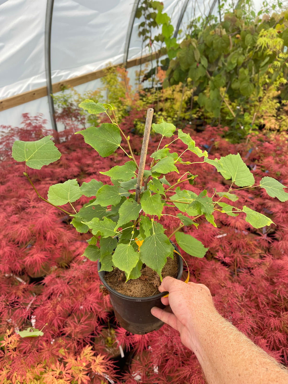 Little Leaf Linden (TILIA CORDATA)
