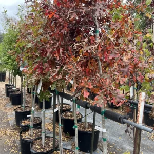 Red Oak (Quercus shumardii)