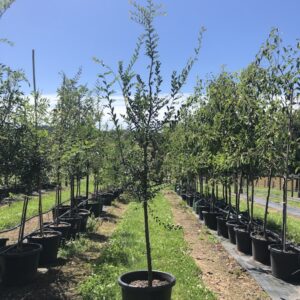 Chinese Elm (Ulmus parvifolia)