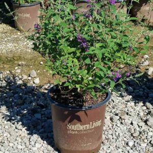 Buzz U (Buddleia Buzz Ultra Violet)