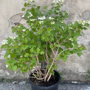 European cranberrybush (Viburnum opulus)