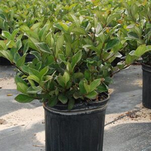 sandankwa viburnum (Viburnum suspensum)