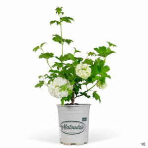 Snowball (Viburnum opulus)