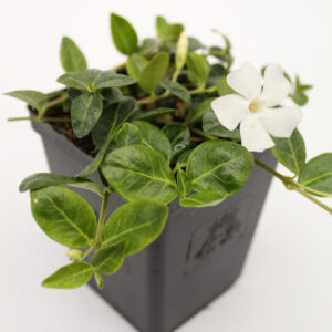 Lesser Periwinkle (Periwinkle)