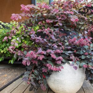 Plum Delight (Loropetalum chinense)