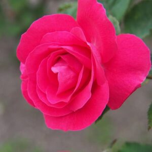 Winnipeg Park Rose (Rosa 'Winnipeg Park')