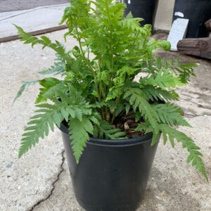 Fimbristalk Fern (F. WOODWARDIA 'FIMBRATA')
