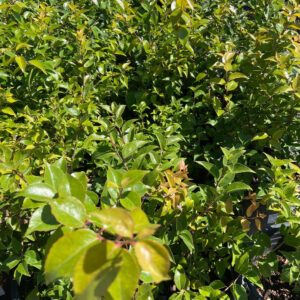 golden privet (Xylosma congestum)