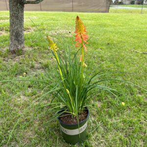 Red Hot Poker (Kniphofia uvaria)