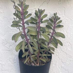 woolly ragwort (Senecio sylvatica)