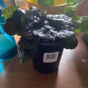 Bugleweed (Ajuga brachyphylla)