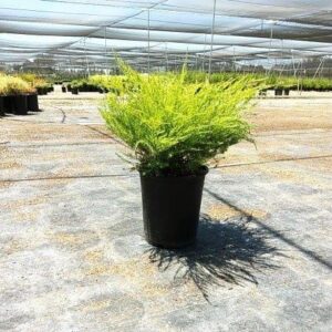 Sunset Gold Bush (Coleonema pulchellum 'Sunset Gold')