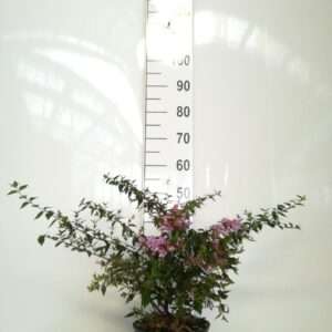 Edward Goucher abelia (Abelia edward goucher)