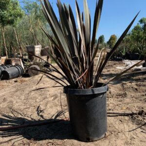 New Zealand Flax (Tenax B) (Phormium tenax 'B')