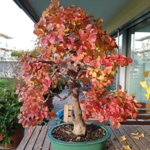 Hornbeam (Carpinus betulus)