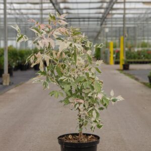 Flamingo Boxelder (Acer negundo 'Flamingo')