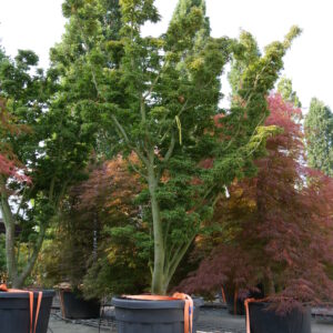 Lion's Head Maple (Acer palmatum 'Shishigashira')