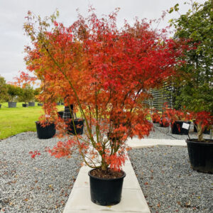 Seiryu Japanese Maple (Acer palmatum 'Seiryu')