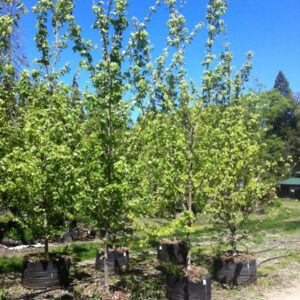 Hedge Maple (Acer campestre)