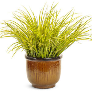 Golden Sweet Flag (Acorus gramineus 'Ogon')