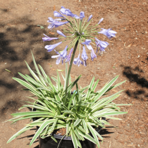 Tinker Bell (Agapanthus praecox)