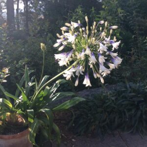 Queen Mum Agapanthus (Agapanthus 'Queen Mum')