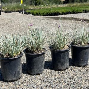 Silver Garlic (Tulbaghia simmleri)