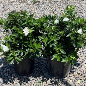 Alaska White (Azalea ï¿½ eximia)