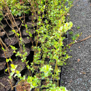 Italian alder (Alnus cordata)