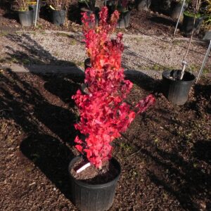 Autumn Blaze (Acer x freemanii)