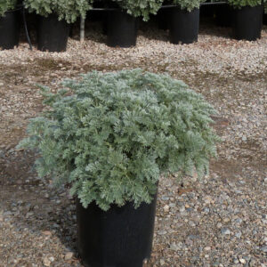 Powis Castle sagebrush (Artemisia 'Powis Castle')
