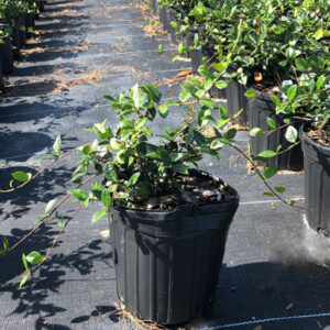 Asian jasmine (Trachelospermum asiaticum)