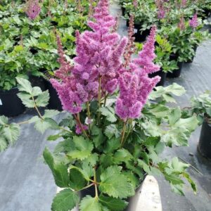 false spirea (Astilbe)