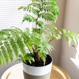 Black Tree Fern (Cyathea australis)