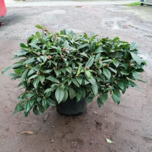 David's viburnum (Viburnum davidii)