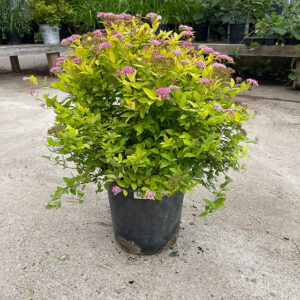 Gold Mound (Liriope muscari)