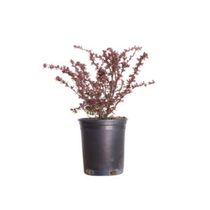 Purple barberry (Berberis atropurpurea)