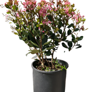 Pink Dancer (Rhaphiolepis umbellata)