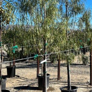 Samuel Sommer (Magnolia samuelssonii)