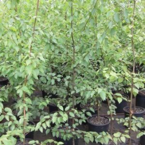 Paper Birch (Betula papyrifera)