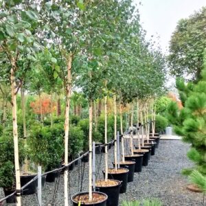 Himalayan White Birch (Betula utilis var. jacquemontii)
