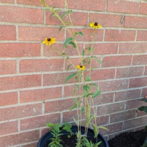 Black-eyed Susan (Rudbeckia hirta)