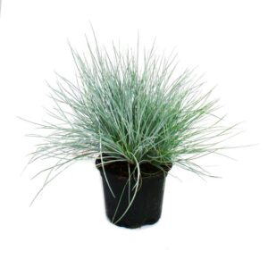 blue fescue (Festuca glauca)