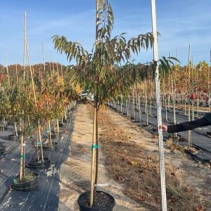 Black Cherry (Prunus serotina)