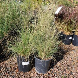 Blonde Ambition (Bouteloua gracilis)