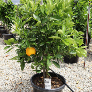 Blood Orange (Citrus sinensis)