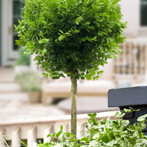 Green Beauty (Buxus microphylla)